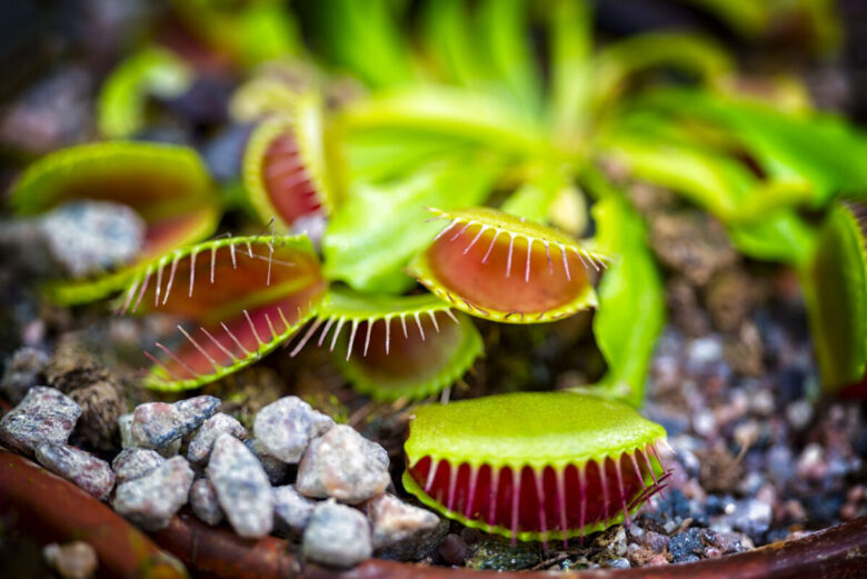 Pianta carnivora mangia insetti