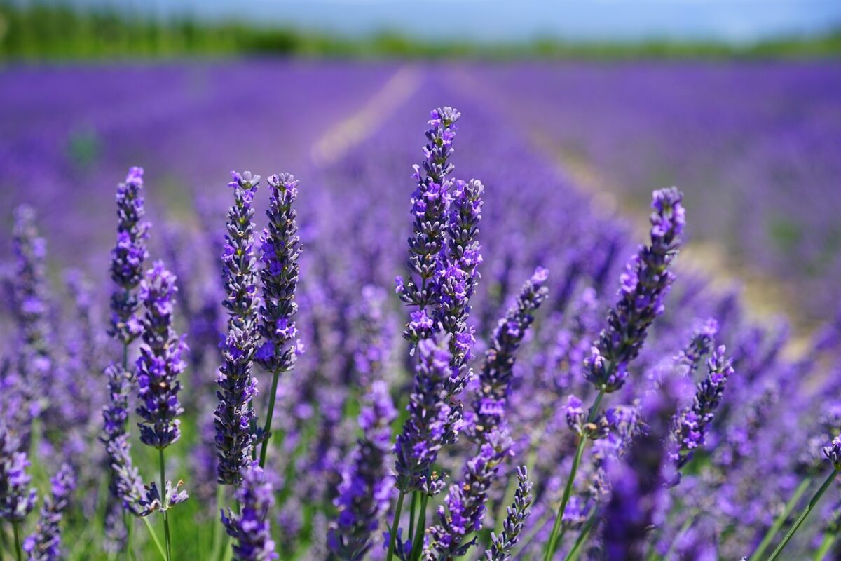 Lavanda Lavanda