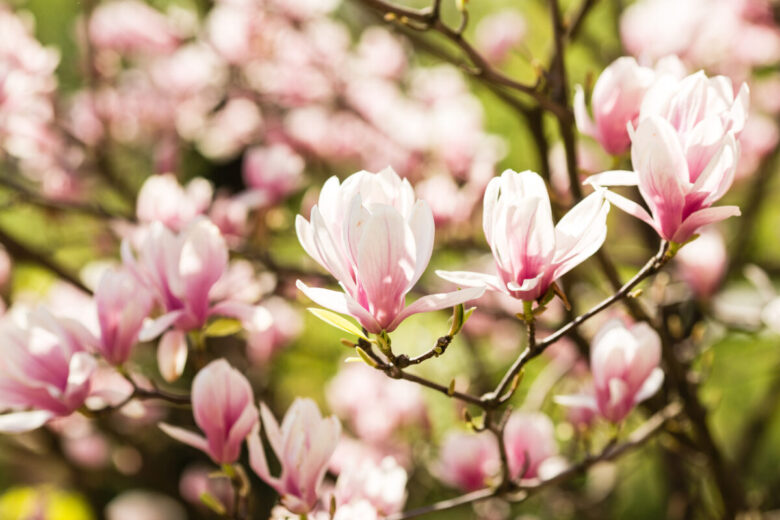 Piante da ombra per giardino: quali scegliere