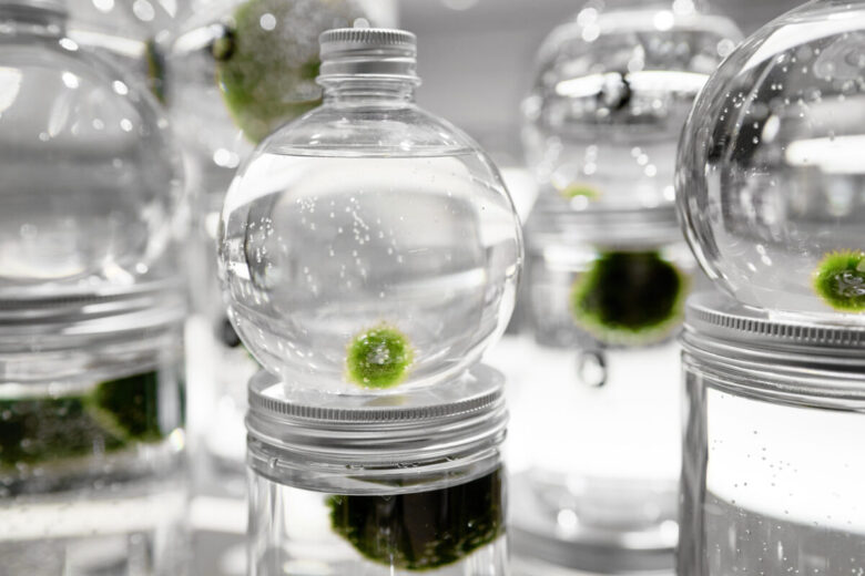 Piante acquatiche in vaso, quali sono le migliori da coltivare?