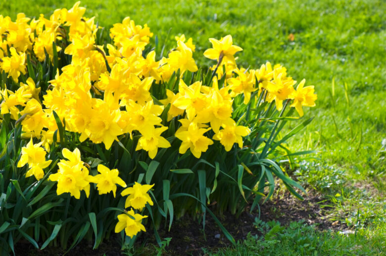 Come coltivare i narcisi in giardino