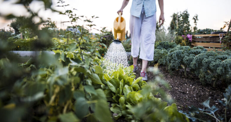 una persona sta innaffiando il giardino con l'innaffiatoio