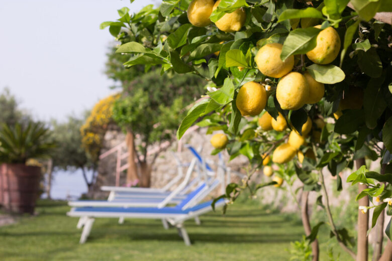 Pianta di limone: come coltivarla a casa