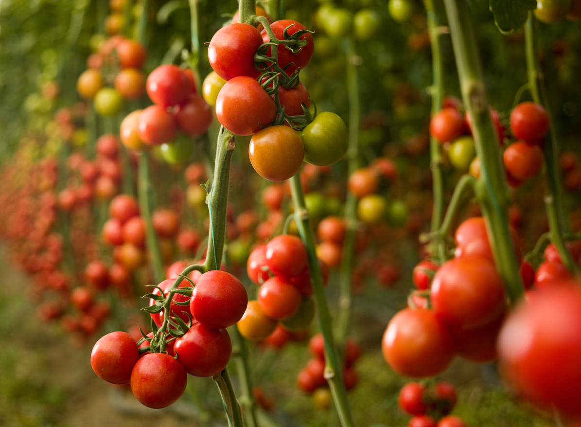 Quando e come potare le piante di pomodoro?