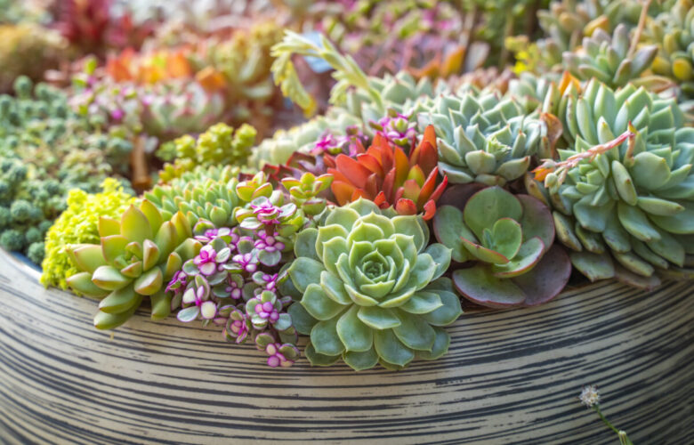 Nomi di piante grasse con fiori da coltivare in casa