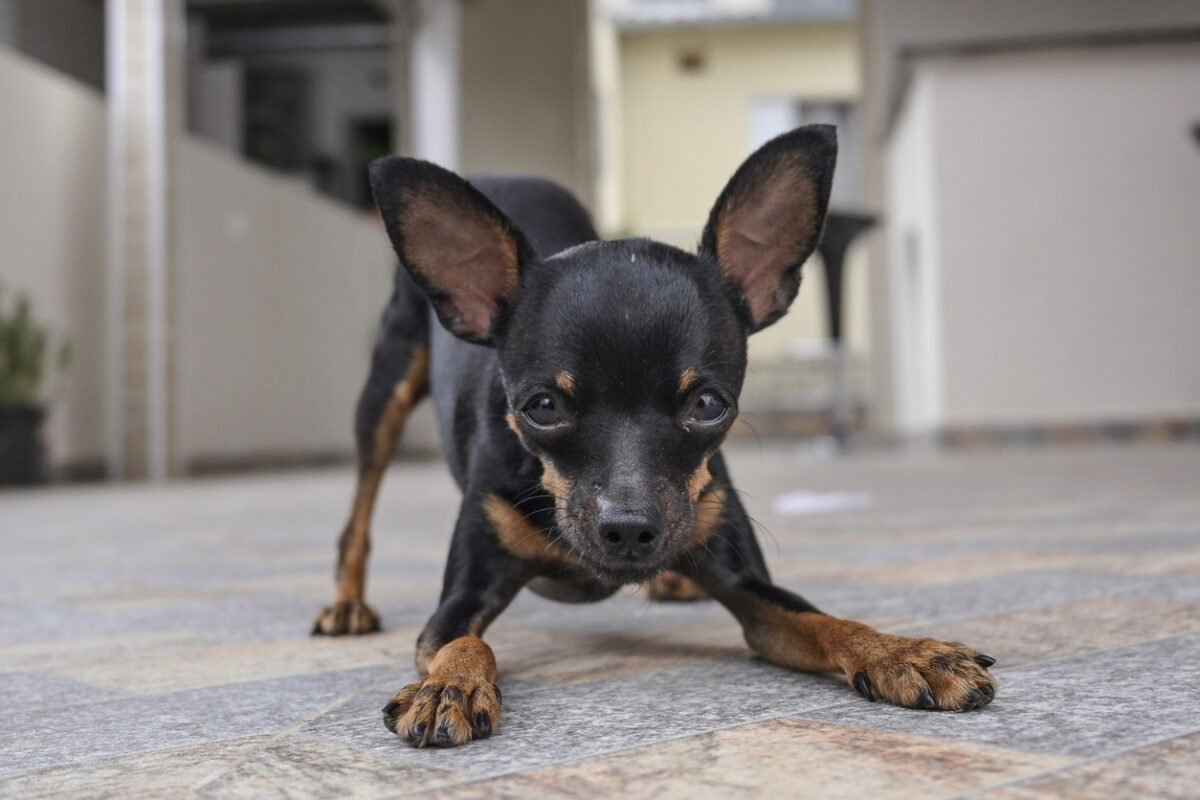 Cucciolo di Pinscher a casa sul tappeto