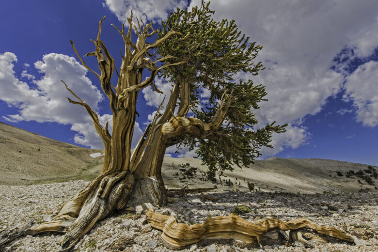 Qual è e dove si trova l'albero più antico del mondo
