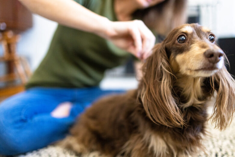 Una ragazza sta dando il trattamento anti pulci al cane