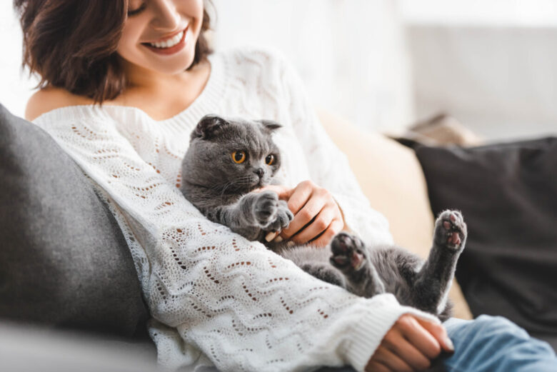 Scottish fold caratteristiche di questa razza