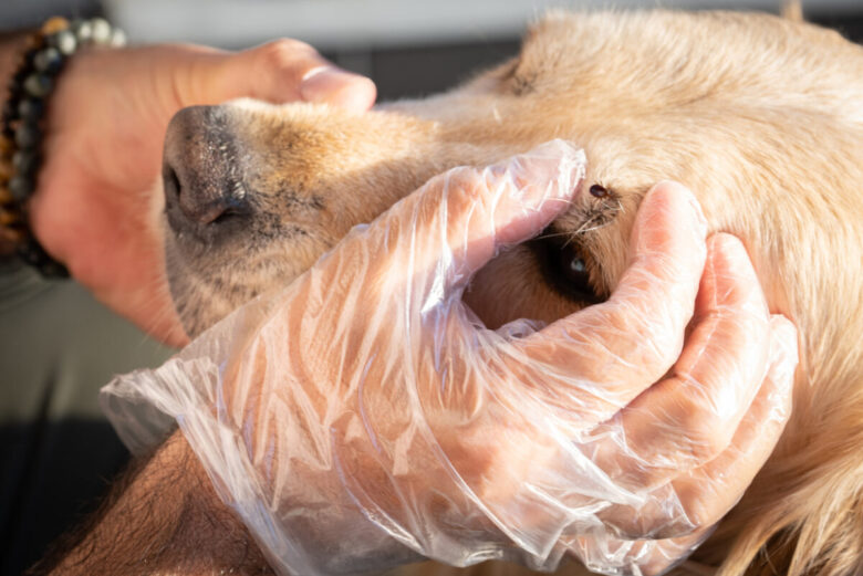 Come togliere una zecca al cane