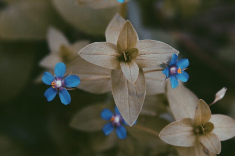 Fiori beige e blu