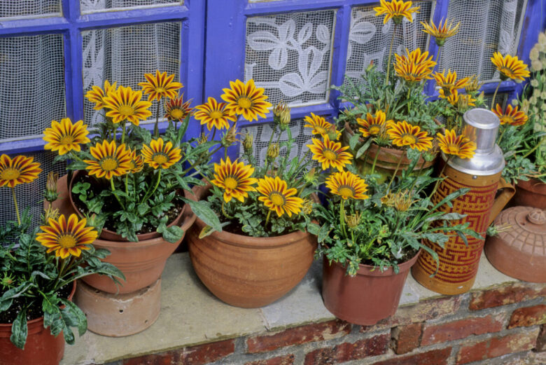 Gazania fiore: come curarla e coltivarla