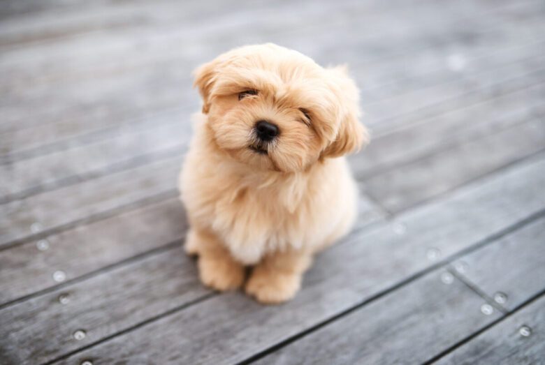 Shih tzu temperamento: qual è il carattere di questo cane
