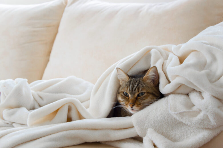 Un gatto in casa si ripara dal freddo sotto un plaid