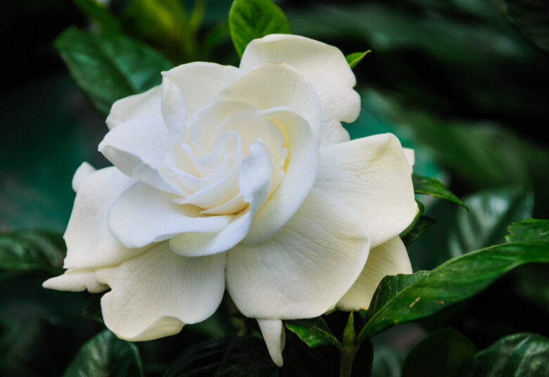 Gardenia come curarla, in vaso e in inverno
