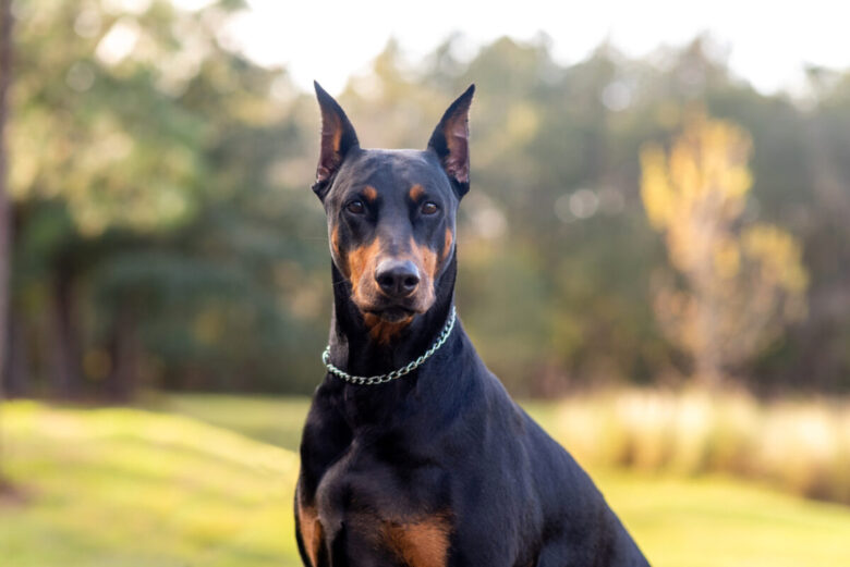 Cani da difesa: quali sono i cani da difesa personale