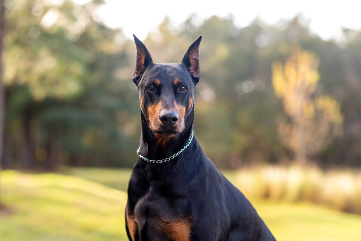 Cani da difesa: quali sono i cani da difesa personale