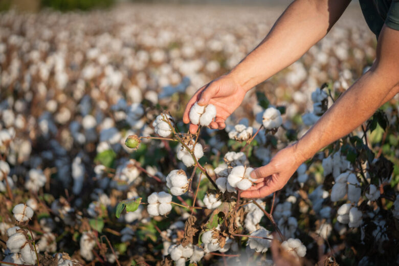Tessuti di origine vegetale: ecco quali sono