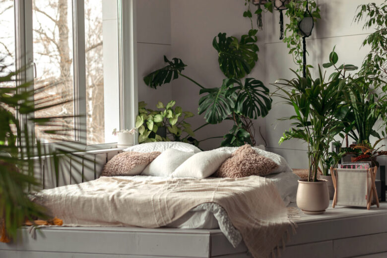 Piante che purificano l'aria in camera da letto