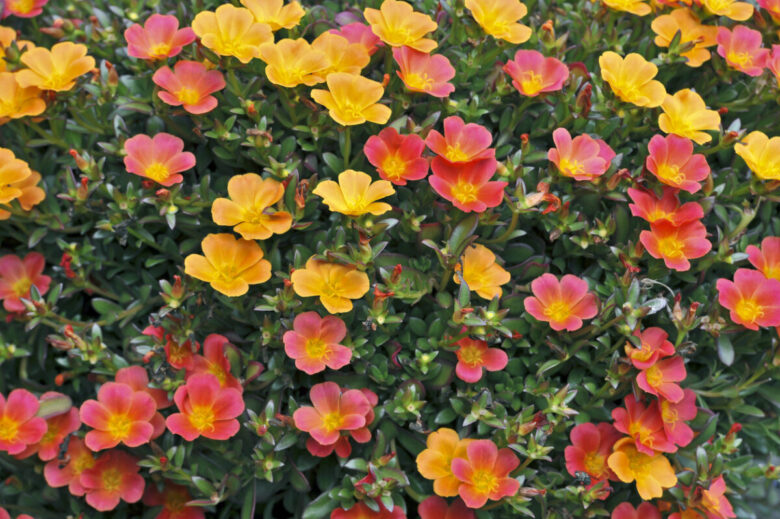 Fiori di portulaca coloratissimi