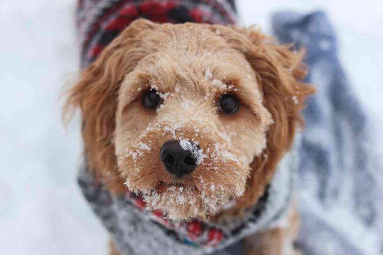 Un cane in inverno (ph Unsplash)