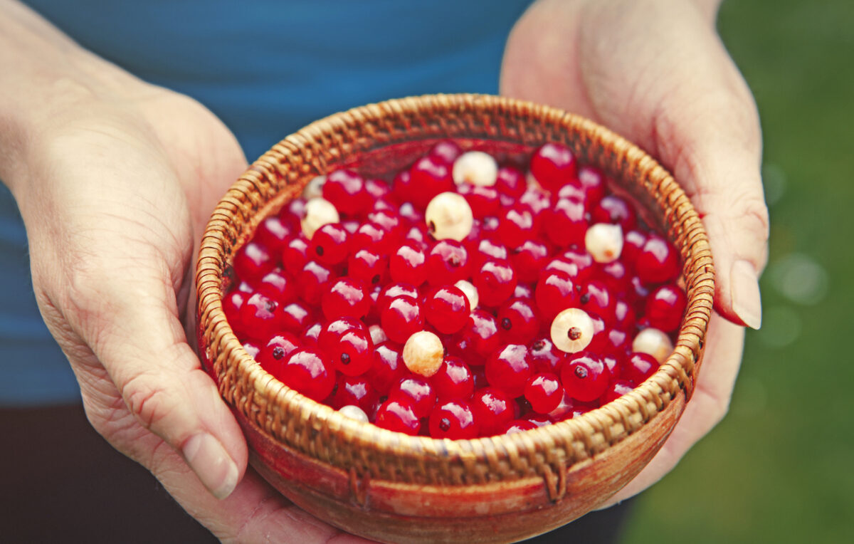 Budino al ribes: la ricetta perfetta