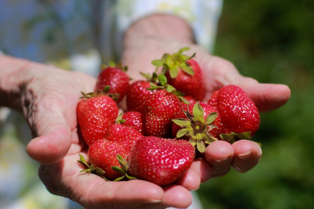 Una fragola può prevenire la demenza: lo dice la scienza
