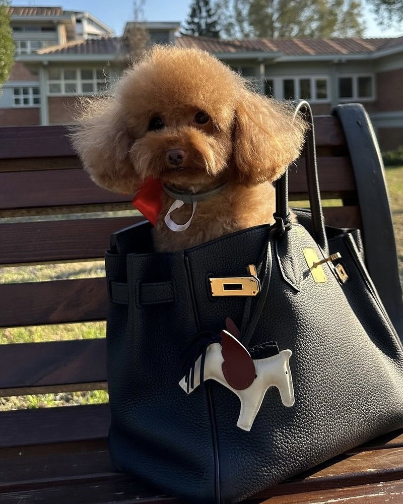 Il cane di Chiara Nasti nella Birkin (ph. Instagram) Il cane di Chiara Nasti nella Birkin (ph. Instagram)