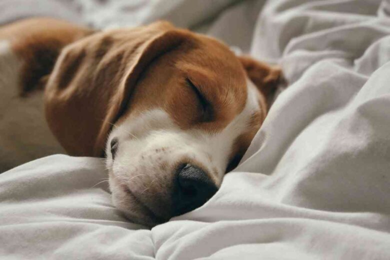 Un cane dorme nel letto dei proprietari (ph Unsplash)