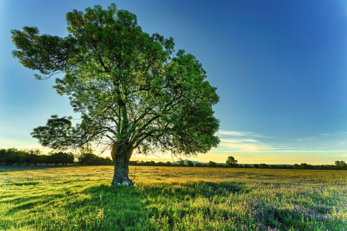 Albero (ph.Pixabay)