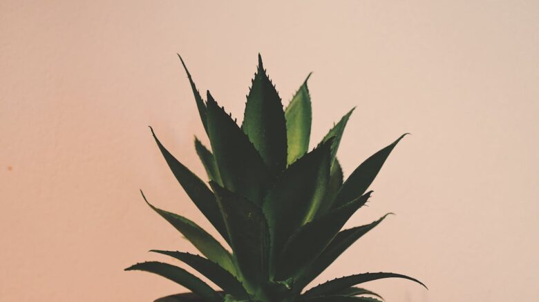 Aloe vera