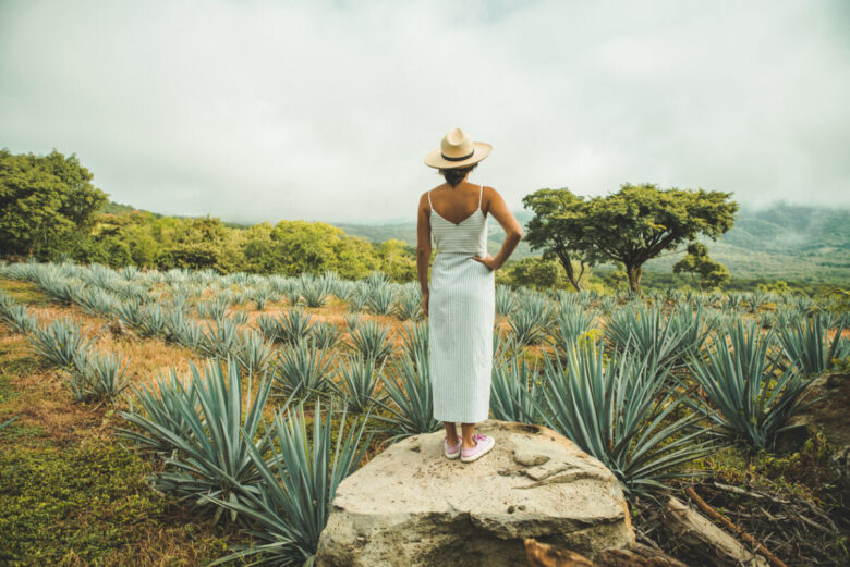 Agave: tipi di pianta e utilizzo