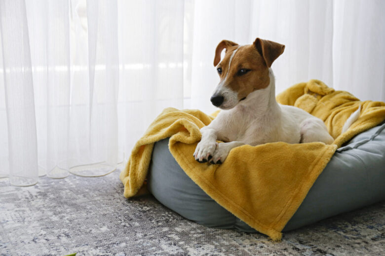 Come costruire un cuscino per cani
