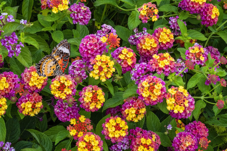 Lantana: i tipi di pianta e di fiore