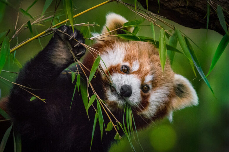Panda rosso: dove vive e curiosità