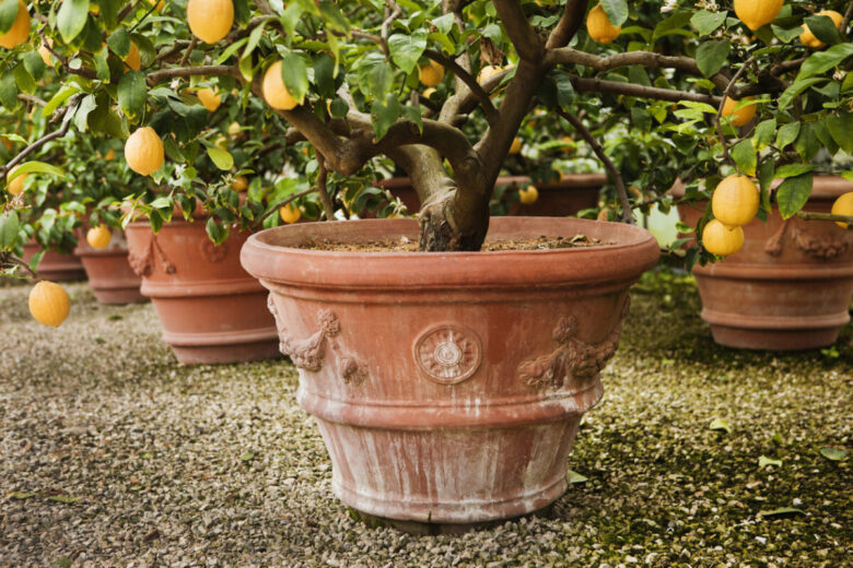Quali alberi si possono coltivare in vaso