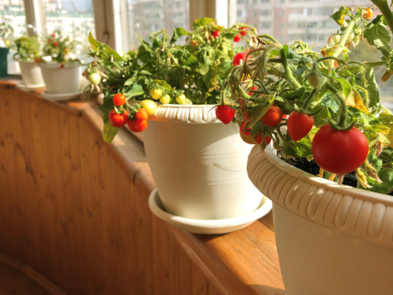Quanto e come potare le piante di pomodoro