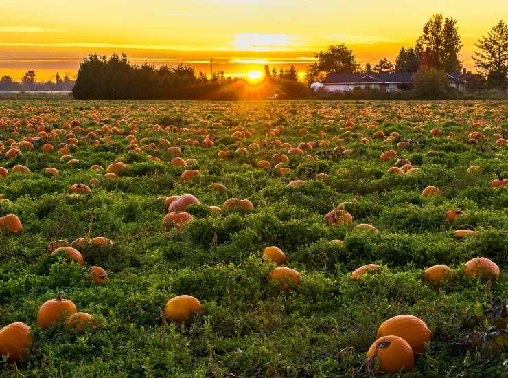 Zucche (Pixabay) - unadonna.it