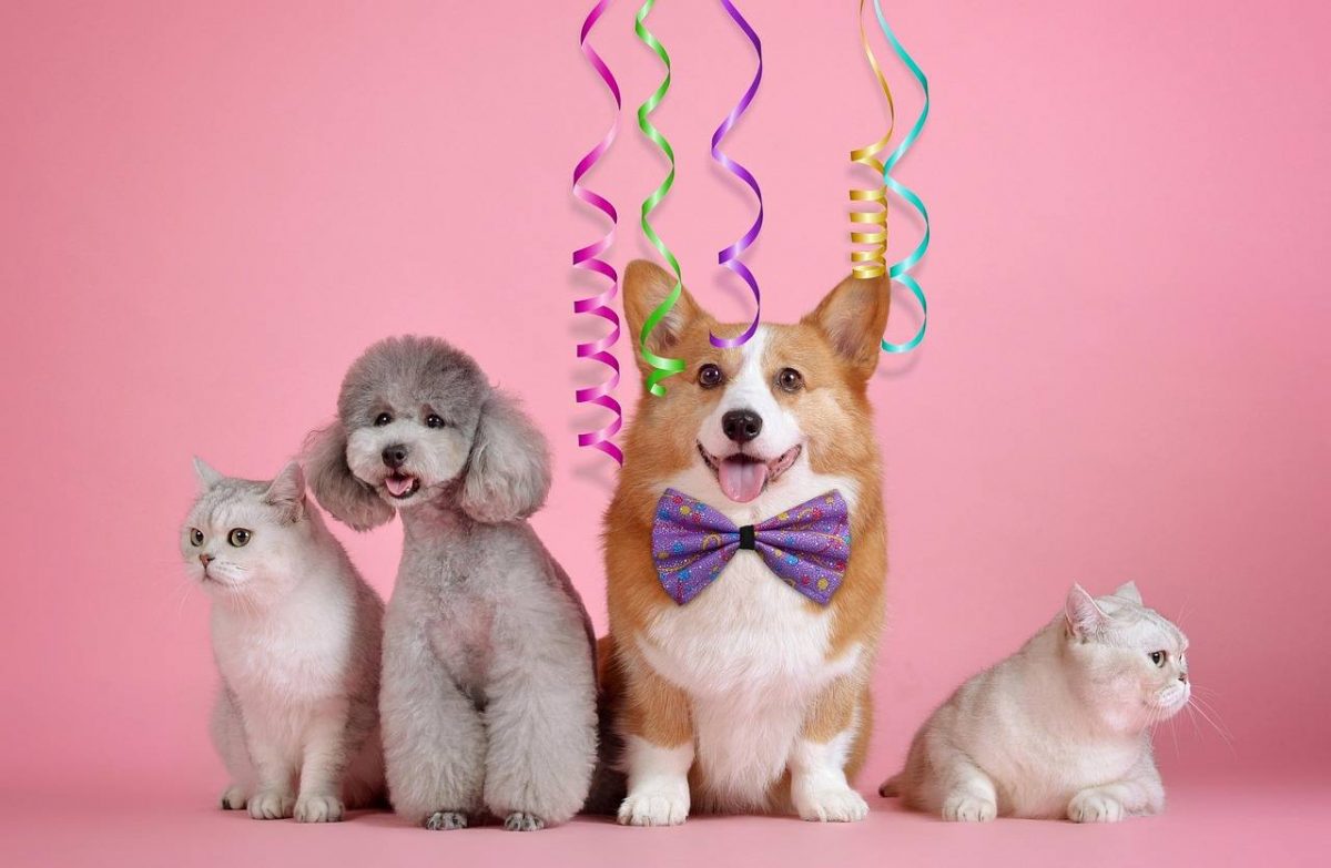 cani e gatti su sfondo rosa