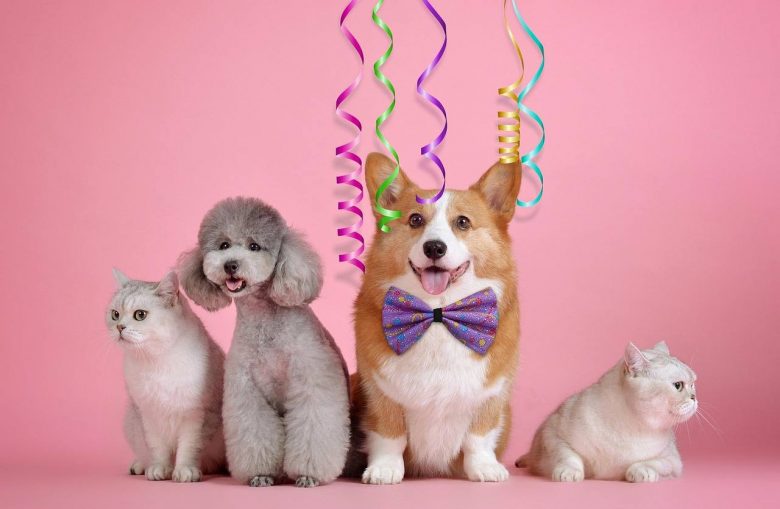 cani e gatti su sfondo rosa