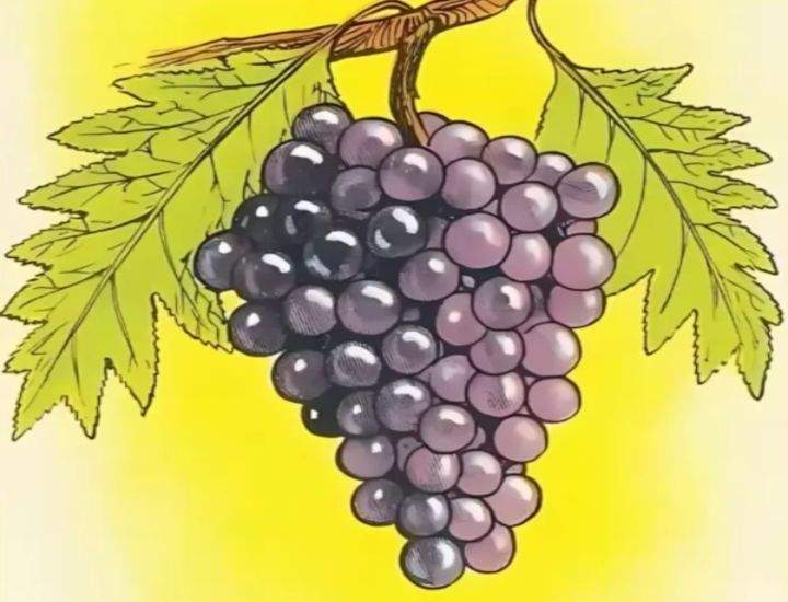 Test Uva - (Fonte tech.everyeye.it) - unadonna.it